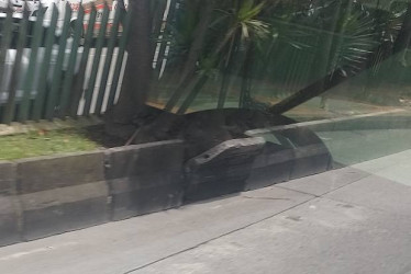 Foto I Cortesía para LA PATRIA  Este recuadro de separador se desprende, poco a poco en la avenida Gilberto Alzate, en el carril de subida por la iglesia de Los Agustinos.