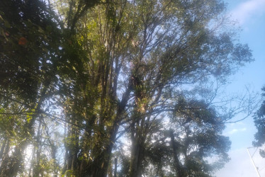 Estos son los árboles que preocupan a la comunidad en el sector de Villa Kempis.