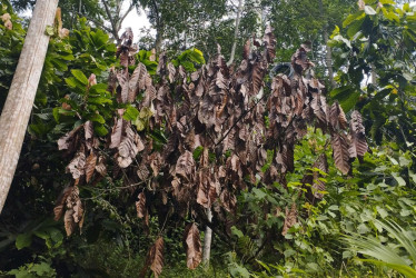 Aguacate y cacao: dos pilares de la agricultura colombiana en riesgo