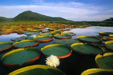Amazonia: Siete años después, sin garantías reales como sujeto de derechos