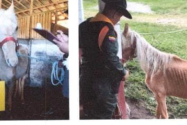Fotos| LA PATRIA Estado de algunos equinos encontrados