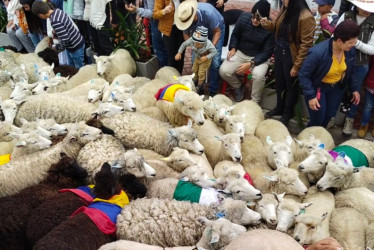 Imagen oficial del XII Festival de la Lana, una combinación entre ovinocultura y arriería