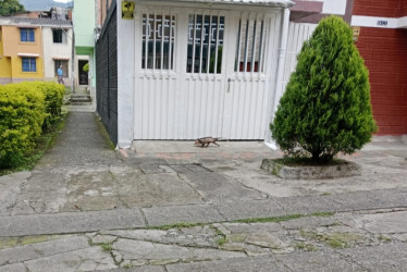 La comunidad ha visto en las últimas horas a serpientes, zarigüellas e iguanas desorientadas por las calles del barrio