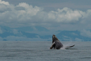 La temporada de ballenas en el Pacífico, cerca de Buenaventura, terminará el 15 de octubre con el Festival de Marimba y Playa