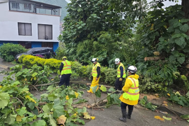 Estos son algunos delos árboles que cayeron en Villamaría y que causaron afectaciones.