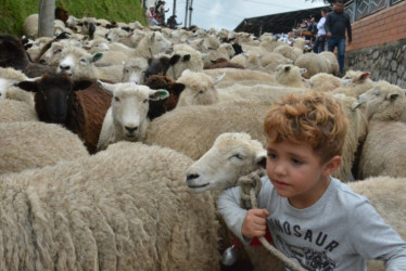 El objetivo es exaltar los talentos que tiene cada región de Caldas.