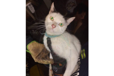 El Cuerpo de Bomberos tardó cerca de una hora en rescatar el animal y lo entregó a una fundación.