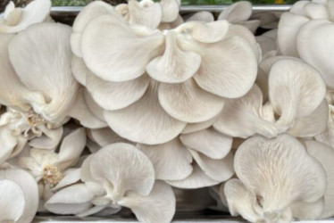 Fotos | Tomadas de la página web de Miceltec | LA PATRIA  Esta iniciativa surgió en la pandemia. 