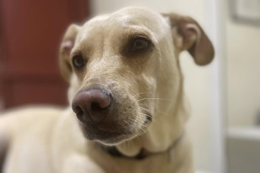 La mascota recibió el ataque del agresor, en el momento que este huía hacía La Playita.