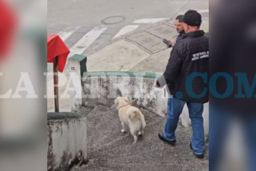 Tras la evaluación a Copito, se corroboró su buen estado de salud, pero lo retiraron de la vivienda.