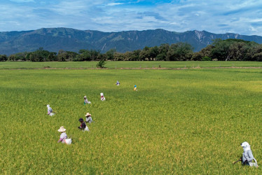 Cómo la ciencia de datos está salvando los cultivos de arroz en los Llanos Orientales