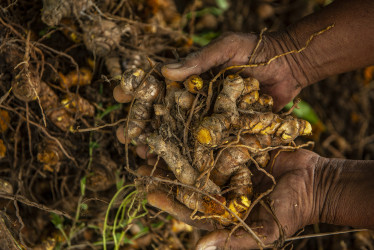 Más allá del condimento: la curcumina como aliado en la lucha contra el cáncer en Colombia