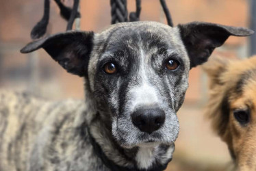 Durante una segunda revisión, el equipo técnico comprobó que no se habían adoptado las medidas correctivas con la tenencia de las mascotas.
