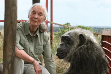 Jane Goodall, la considerada la mayor experta mundial en chimpancés, murió este miércoles a los 91 años, en Estados Unidos.