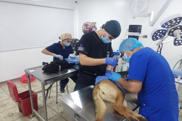 Quindío tendrá su primer hospital veterinario público con inversión de $1.200 millones