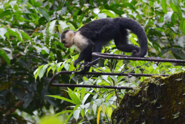 Micos carablanca se pasean por la isla Gorgona, en el Océano Pacífico.