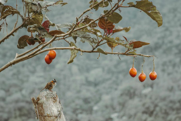 La UNAL desarrolla tratamiento que protege al tomate de árbol de las lluvias