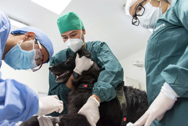 “Estudio de la Universidad Nacional de Colombia revela mecanismo del virus de la rabia que abre nueva vía para el tratamiento del Alzheimer”