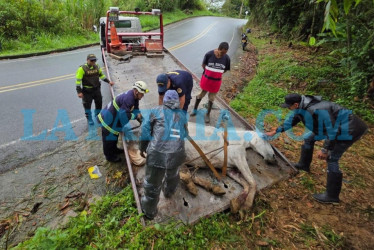 Al equino herido debieron sacrificarlo, debido a que la lesiones fueron de gravedad.