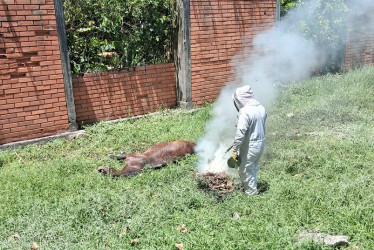 El caballo estaba amarrado y no logró escapar ante el ataque de las abejas.