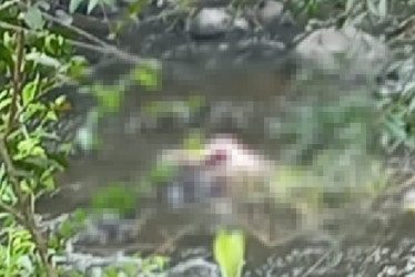 El cadáver fue hallado en el río Otún en la mañana del miércoles 1 de octubre en el sector Las Pavas de Pereira 