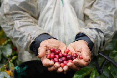 El caficultor recogía café, cuando se desprendió una roca de la montaña que lo terminó golpeando.