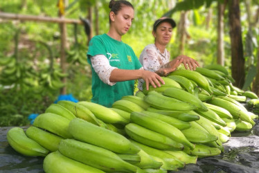 Cada semana, una empresa caldense produce 10 toneladas de plátano, apetecidas en Medellín y Bogotá. Convirtió una inversión inicial de $80 millones en ventas anuales de $700 millones. Viaje a África.