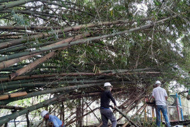 Técnicos adelantan podas y talas controladas en guaduales urbanos de Armenia como parte del plan de manejo ambiental.