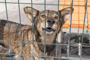 El presunto agresor habría matado con un bate a su mascota y la dejó abandonada al frente de su vivienda.