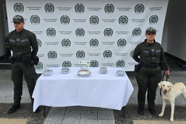 Axel es reconocido por su olfato para detectar sustancias ilícitas en empresas de encomiendas y en la Terminal de Transportes de Manizales.