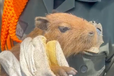 Según la Policía, al chigüiro, también conocido como capibara, lo usaban como mascota.