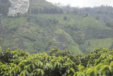 Lluvias Atípicas en Caldas: Seguro Climático Benefició a Más de 8.000 Caficultores