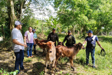 Robo de ganado en Victoria