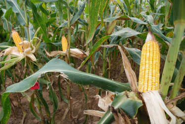 Tecnología satelital para salvar cosechas: el nuevo aliado del campo colombiano