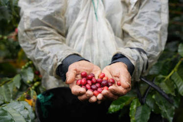 La cosecha en Colombia sumó un total de 11 millones 178 mil sacos de 60 kilos en los primeros 10 meses del año (enero-octubre). 