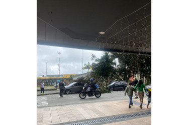 La rama caída en el centro de Manizales. 