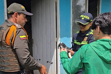En el lugar fueron encontrados tres caninos: dos hembras, una de ellas en estado de lactancia, y un cachorro.