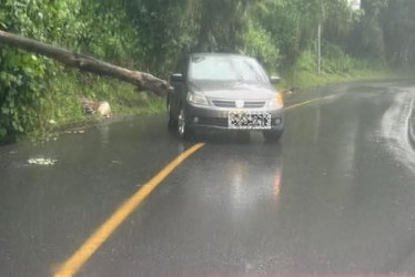 Caída de un árbol por el puente de La Libertad en Manizales.