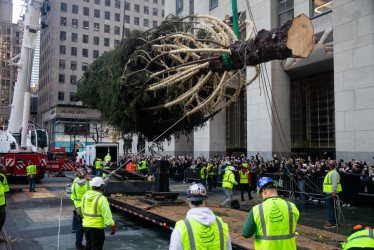 El abeto noruego, de 23 metros de altura, 14 metros de diámetro y 11 toneladas, fue recibido en su destino final en el Rockefeller Center