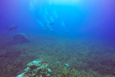 La coalición Ocean & Climate Platform (OCP) alertó este lunes, en el marco de la COP30 en Belém, Brasil, que es urgente incluir soluciones basadas en el océano 