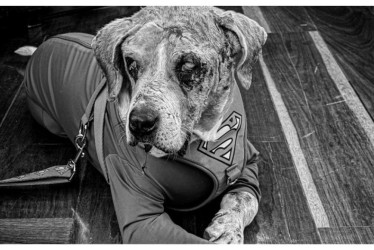 La Ley Ángel, creada en honor a un perro que sufrió maltrato, establece aumento de penas y multas a los agresores.