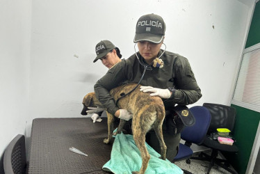 El perro que entregó el hombre al presentarse ante las autoridades en Antoquia.