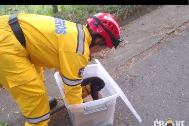 Toda la fauna rescatada fue entregada a Corpocaldas.