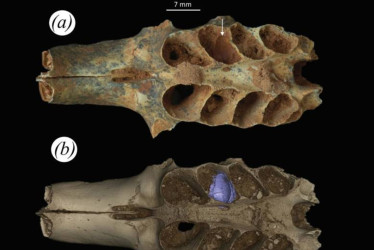 Parte de un cráneo fosilizado de mamífero con sedimentos en la cavidad dental que es un nido construido por una abeja prehistórica.