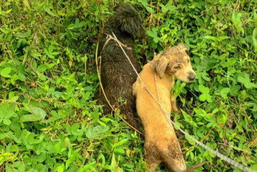 Los animales rescatados.