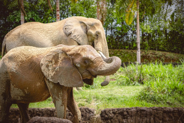 El Bioparque Ukumarí de Pereira cerró 2025 con 385 mil visitantes, ingresos por $15.300 millones y avances en conservación.