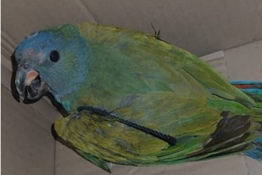 Las tres aves, entre ellas una lora, presentaban riesgo y las someterán a rehabilitación en Corpocaldas.