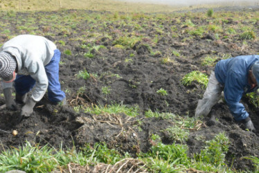  Preparación agropecuaria en Caldas: Lo que se espera para diciembre y enero según el IDEAM