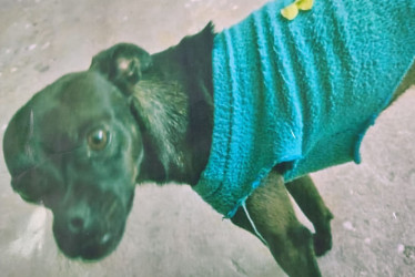 El perro Toby tiene tres años y fue visto por última vez cerca de la terminal de busetas de Villa Pilar, en Manizales. Estruendos de pólvora lo asustaron.