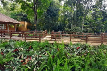 Con esta ampliación, la UTP alcanza 35 hectáreas de bosque protegido dentro de un campus de 59 hectáreas